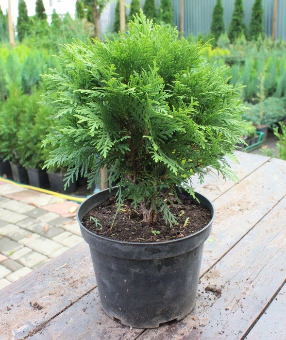 Туї, саджанці  (Туя Смарагд, Даніка,  Колоновидна), ялівець, самшит