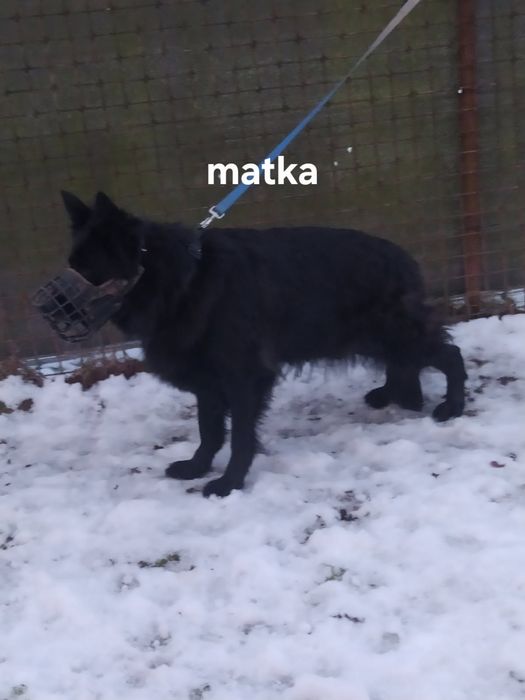 CAŁA POLSKA - Owczarek Staroniemiecki cały czarny, niemiecki, rodowód