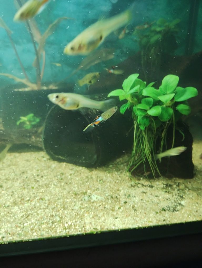 Gupiki Endlera Blue Snake
