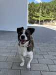 Pocoyo - 1 ano, porte pequeno (7kg)