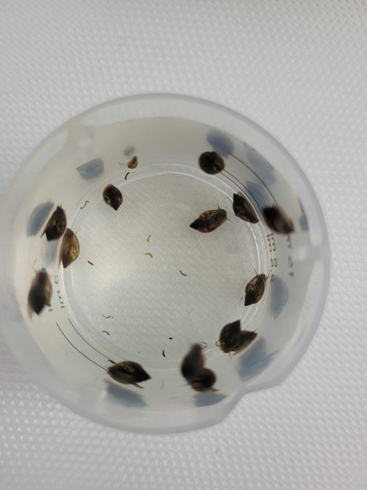 Ślimak do akwarium rozdętka