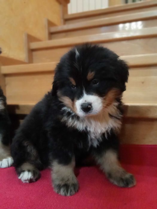 Berneński pies pasterski