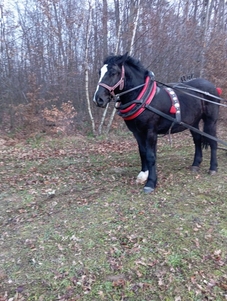 Koń zimnokrwisty
