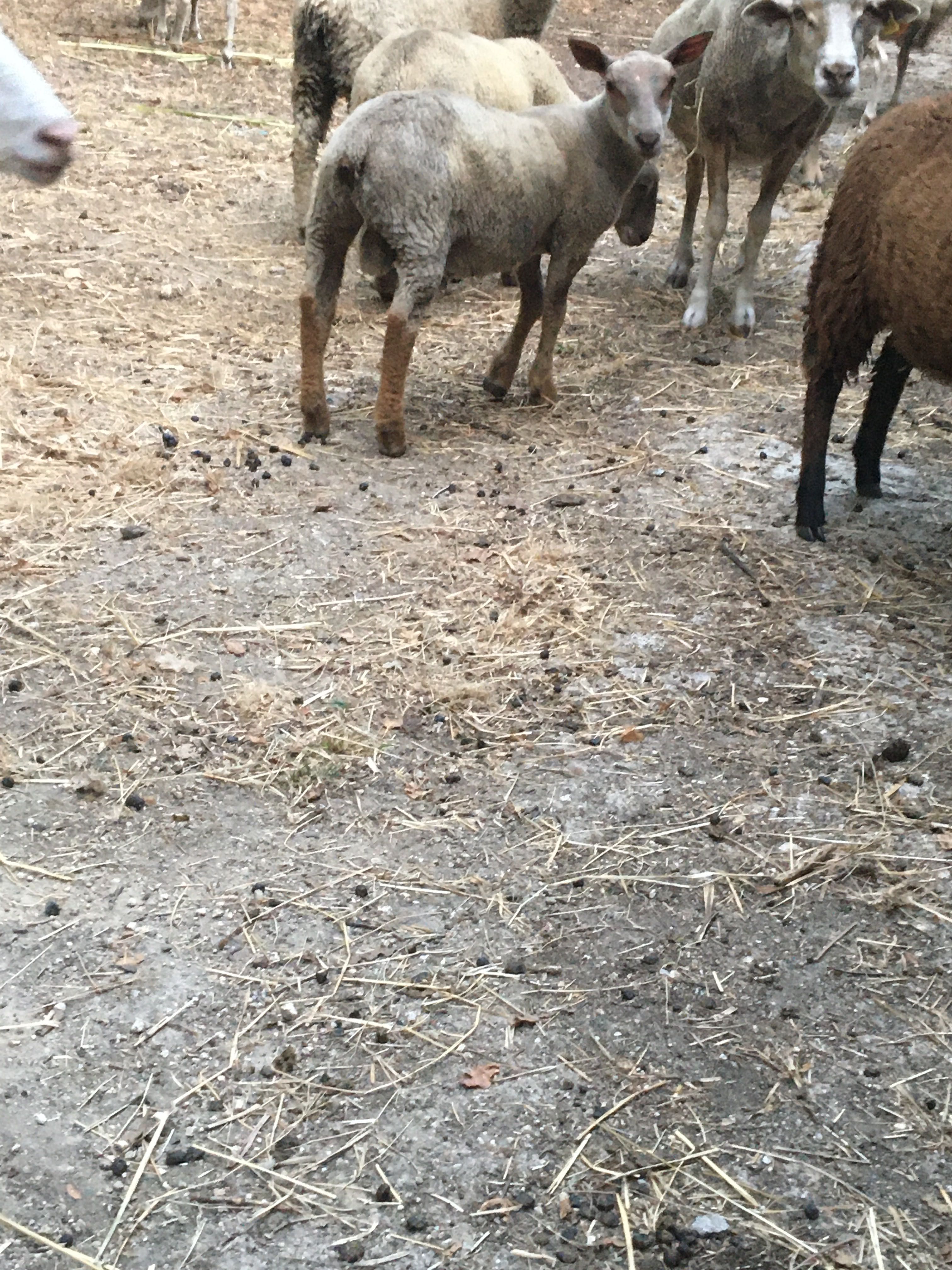 Borrego cruzado charoles