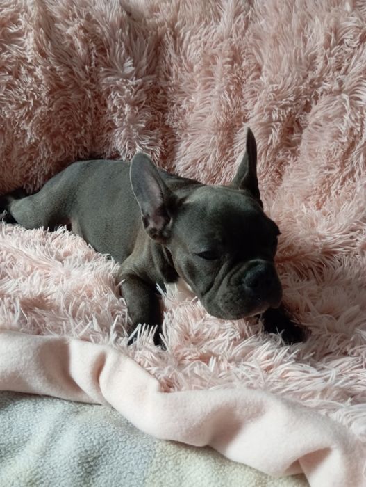 Buldog francuski niebieski chlopak