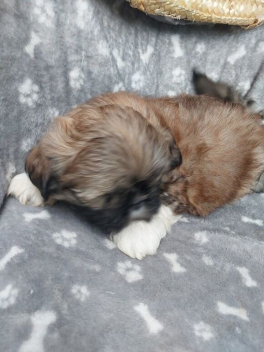 Shih-tzu aktualne szczeniak