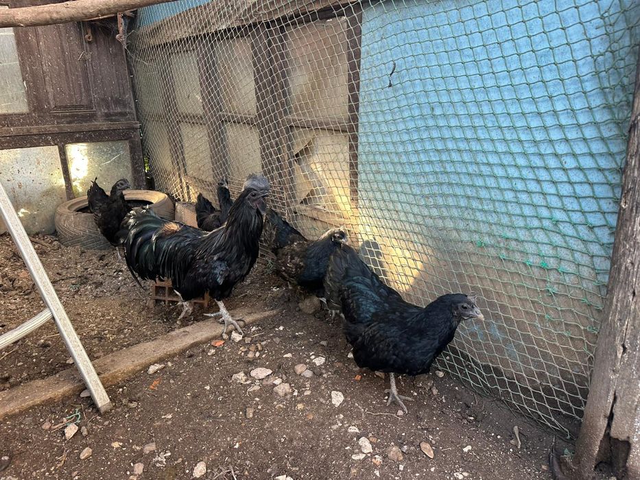 Galinhas Ayam cemani