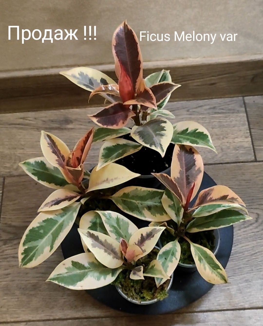 Ficus Melany variegated Фікус філодендрон