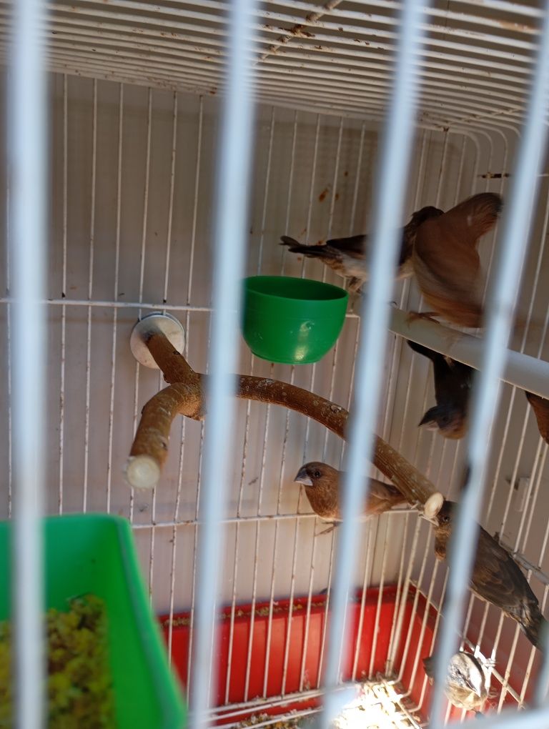 Bengalins, Mandarins