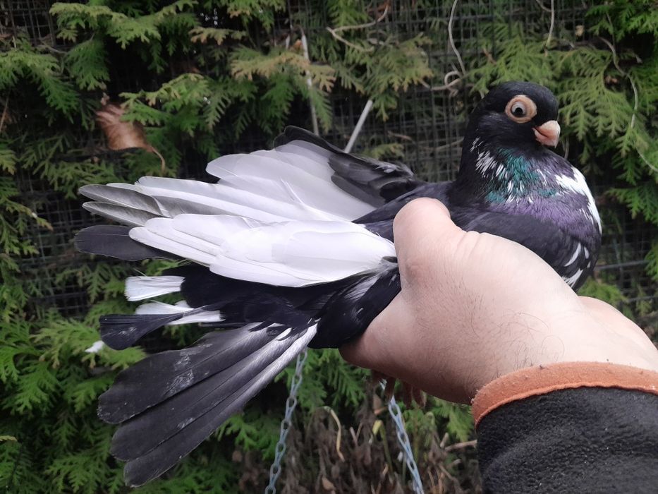 Gołębie zamojskie 25r.