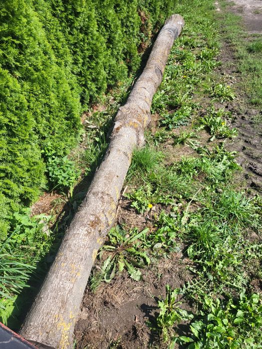Drzewo dąb jesion orzech i grusza