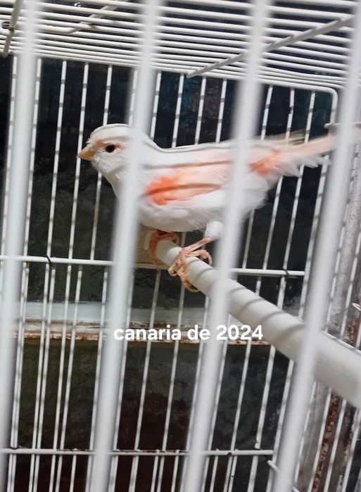 Canarias de 2023,2024