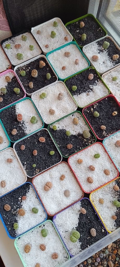 Літопси Lithops литопси