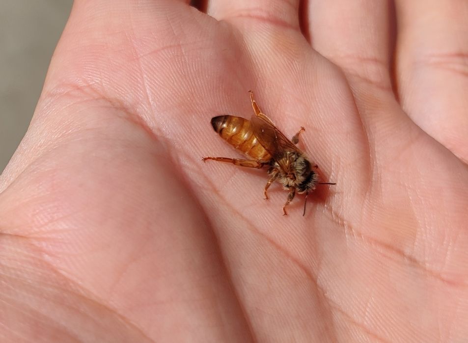 Matki pszczele buckfast i Carnica unasiennione naturalnie celle pesche