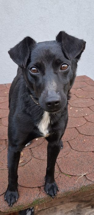 Murzynek-piesek z łańcucha o gołębim serduszku