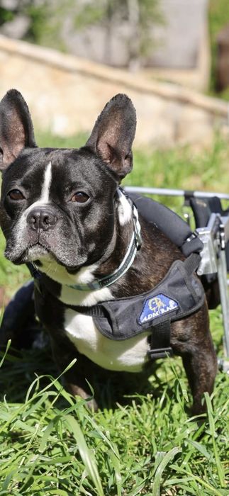 Niepełnosprawny buldog do adopcji