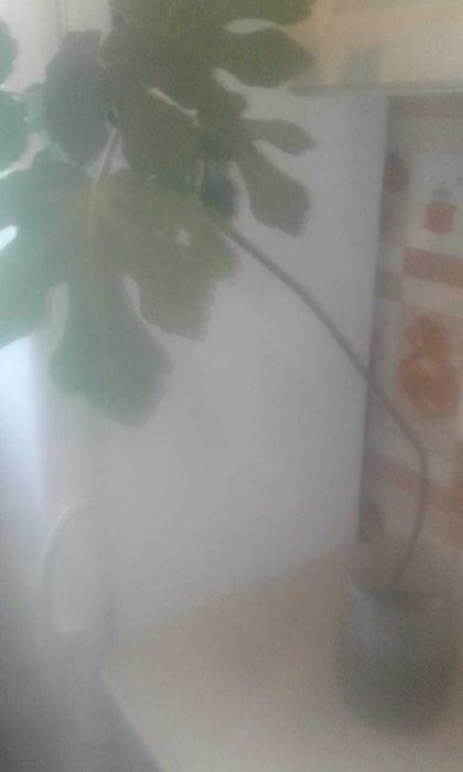 продам саженцы инжира