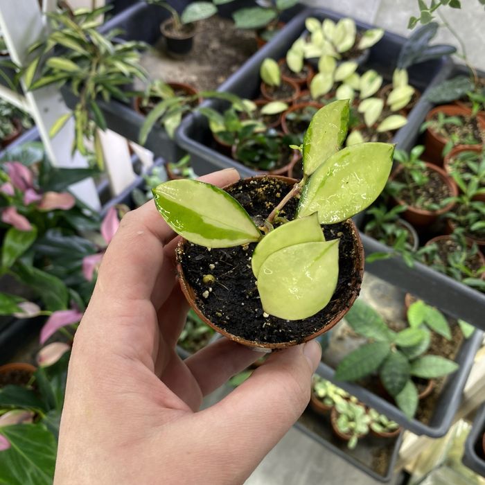Хойя Hoya walliniana variegata