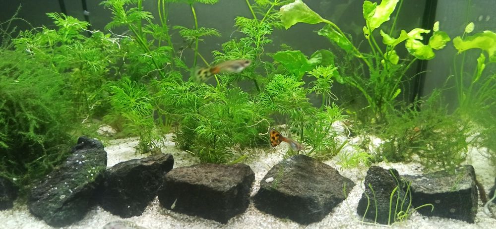 Akwarium Aquael 40 litrów zestaw