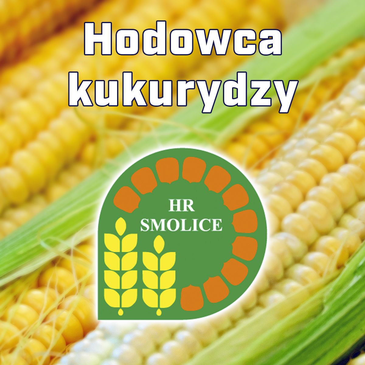 Kukurydza Ułan F1, C1, opak. 50 tys. nas. | dlaroslin.pl
