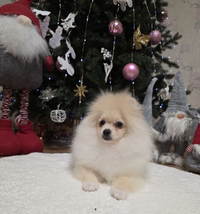 Маленькі пухнастики під ялинку