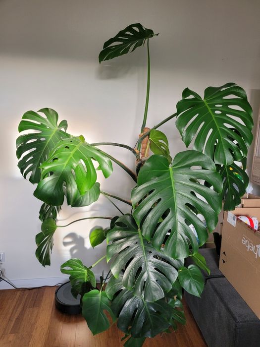 Monstera Deliciosa