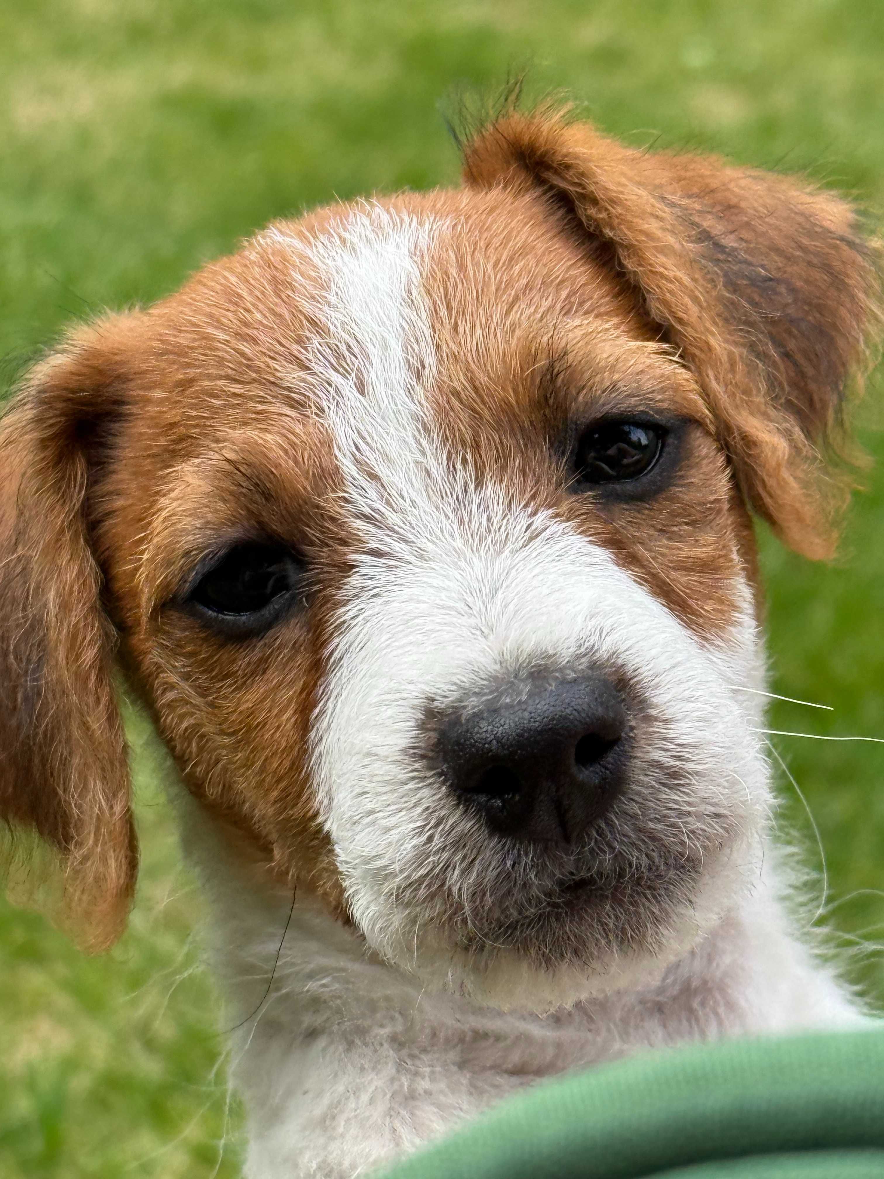 Jack Russell terrier WZORCOWA niziutka suczka od #SMARTIE JACKS#