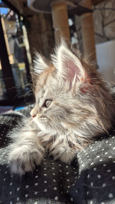 Jaga koteczka Maine Coon.