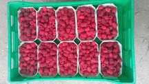 Pyszne maliny deserowe