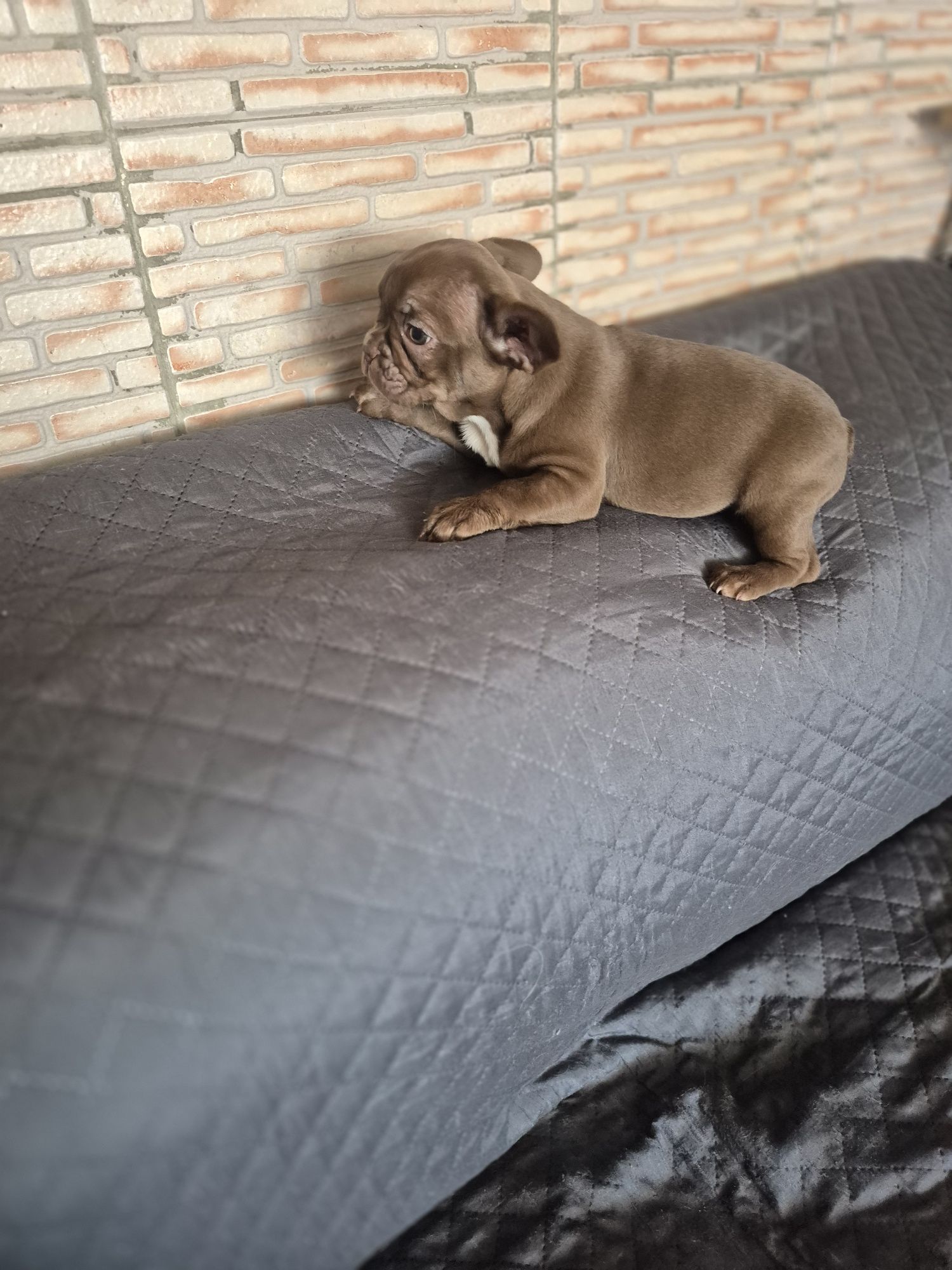 Bulldog Francês Fêmea Criadora Registada PT 3088FL