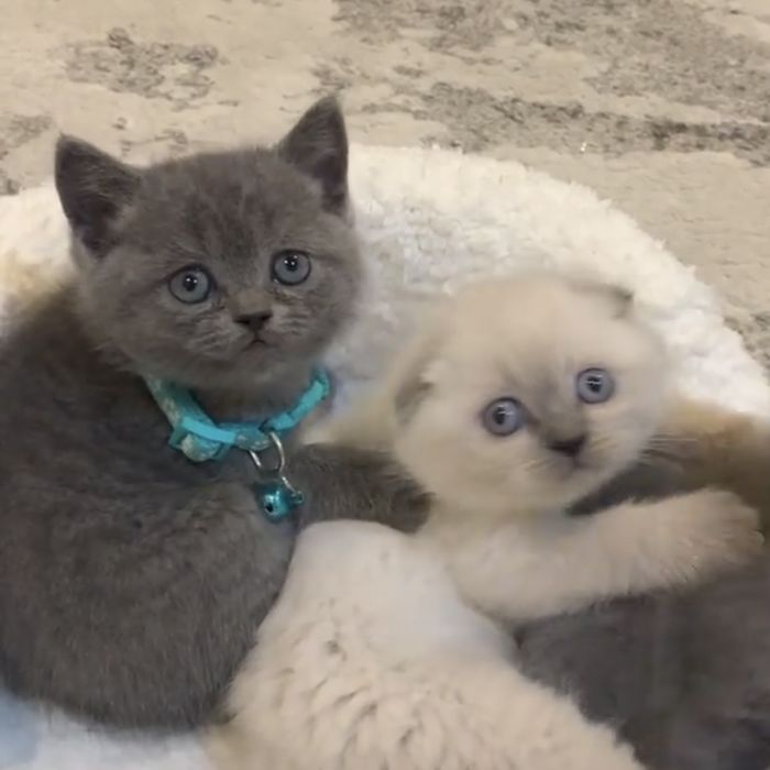 Сірі британці хлопчик і дівчина, білого вже не має