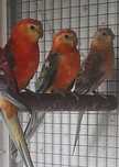 Red Rumped  2025