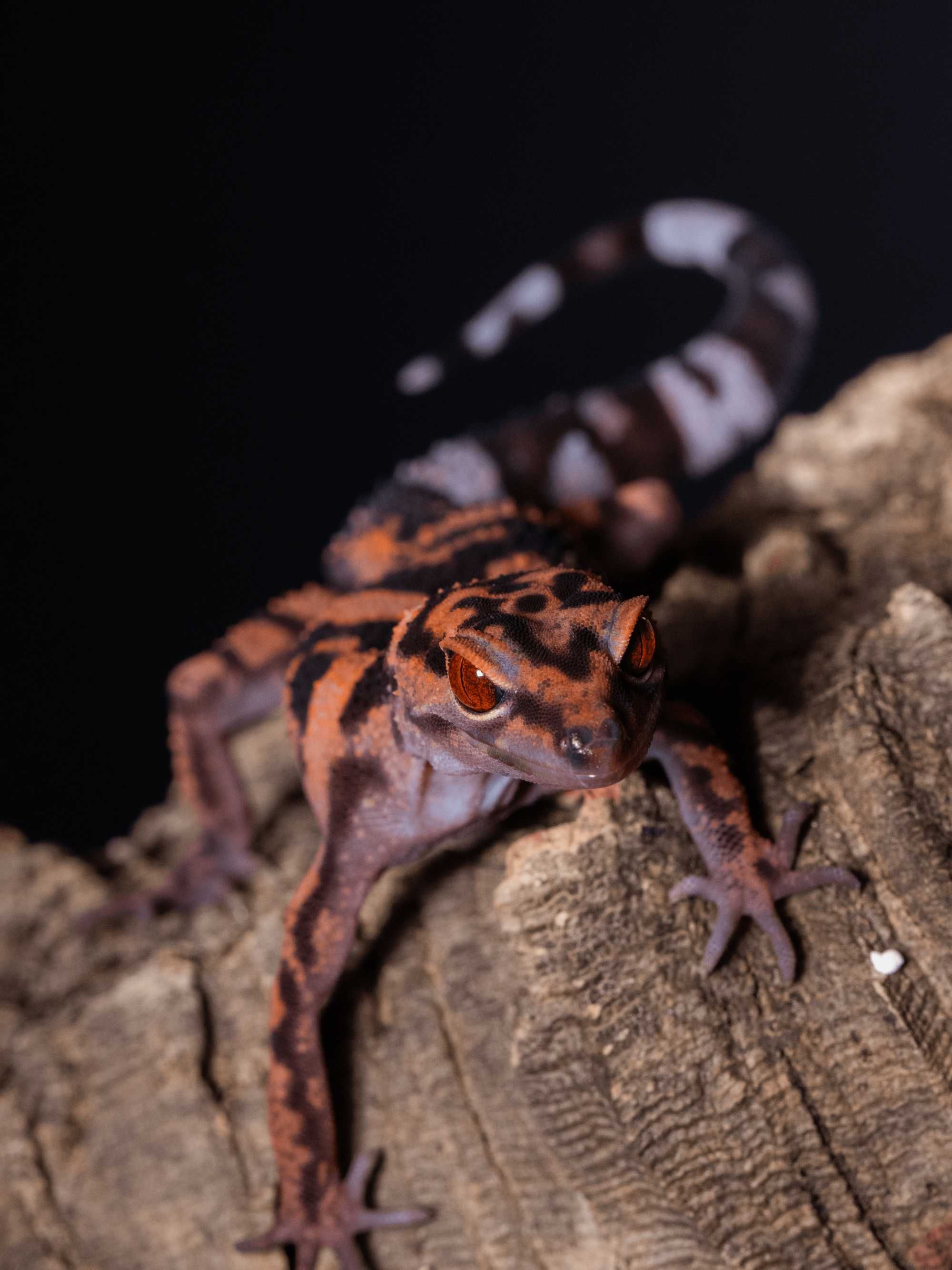Goniurosaurus orientalis, gekony japońskie Warszawa