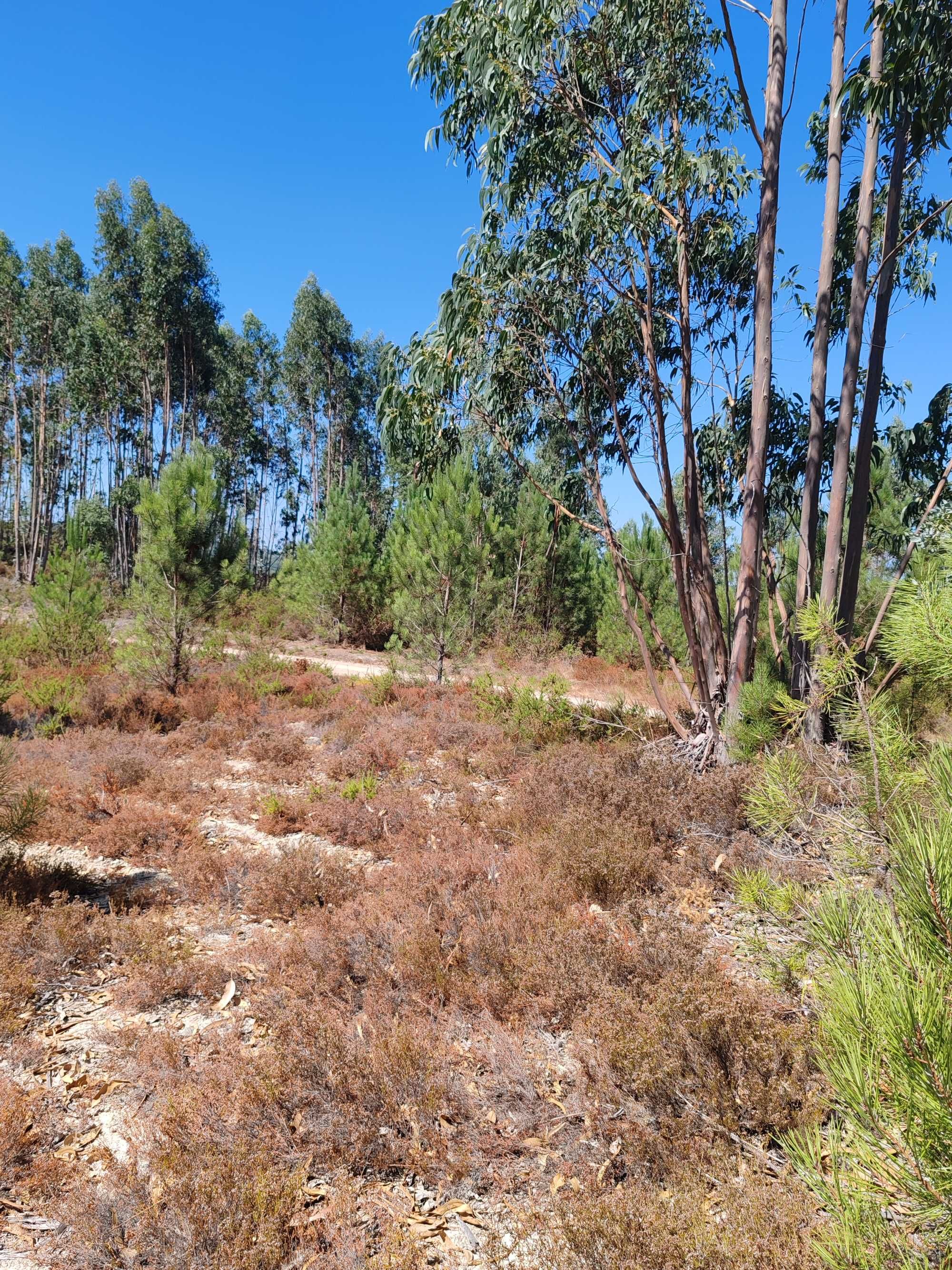 Florestal e construção quase quatro hectares-20km de Coimbra