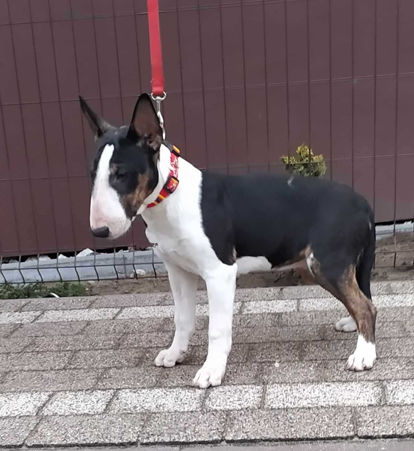 BULTERIER BULLTERRIER szczeniak pies suczka rodowód ZKwP (FCI)