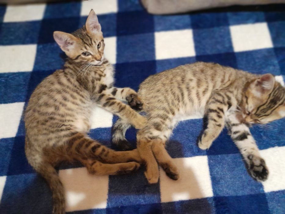 Віддам кошенят в добрі руки