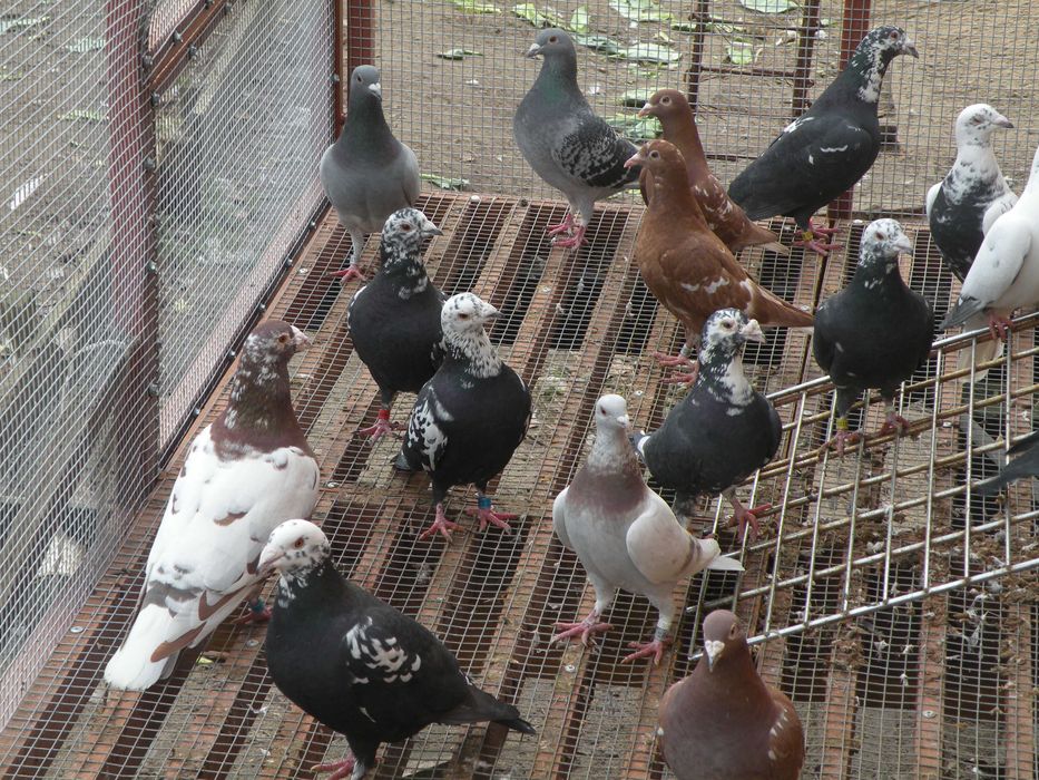 gołębie mulemansy, tygrysy