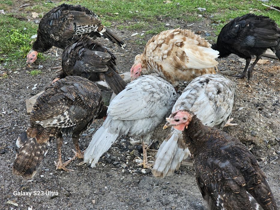Indyczki młode w różnym wieku