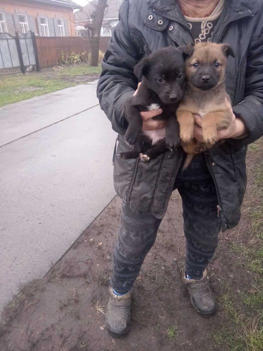 Хлопчики маленької породи