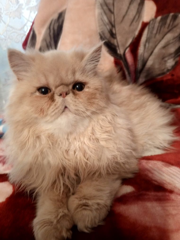 Персидський котик