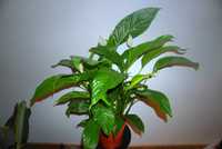 Skrzydłokwiat/ spathiphyllum sweet laureata WYSYŁKA