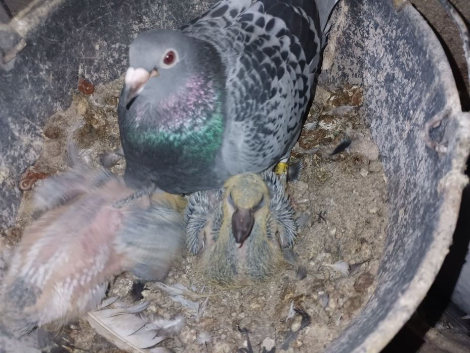 Pombos correios para venda de vários anos e varios  preços