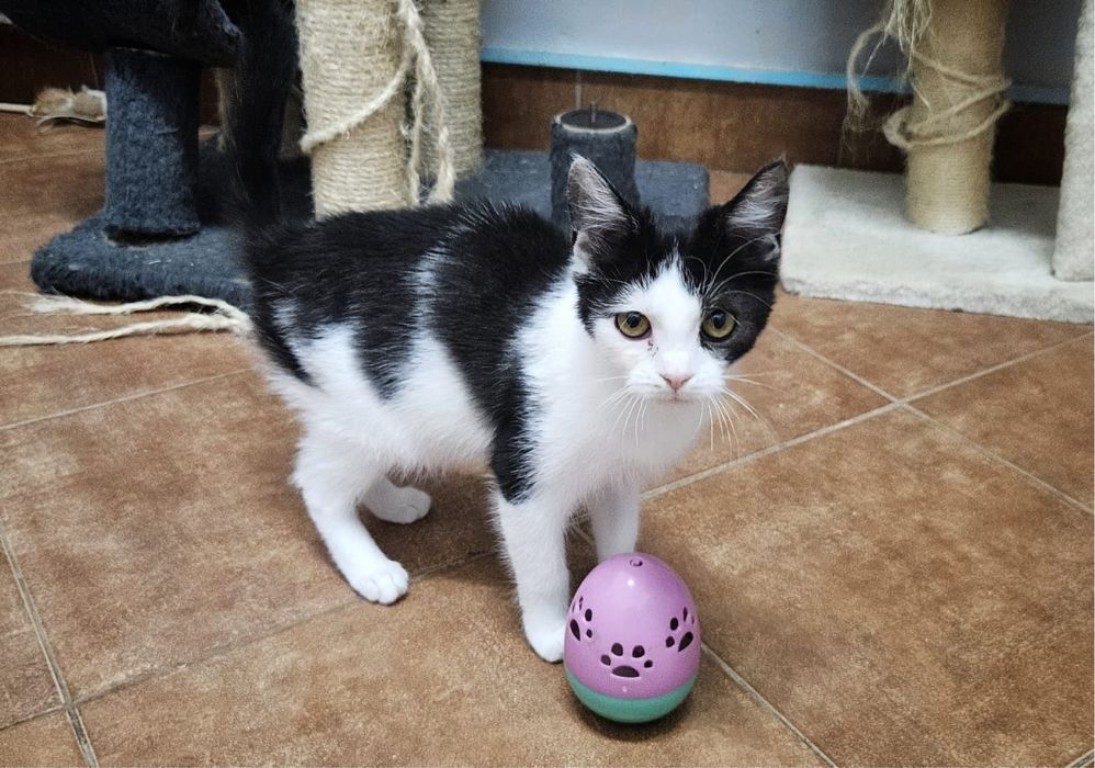 Kochana, wesoła i młodziutka Szaza szuka domu!