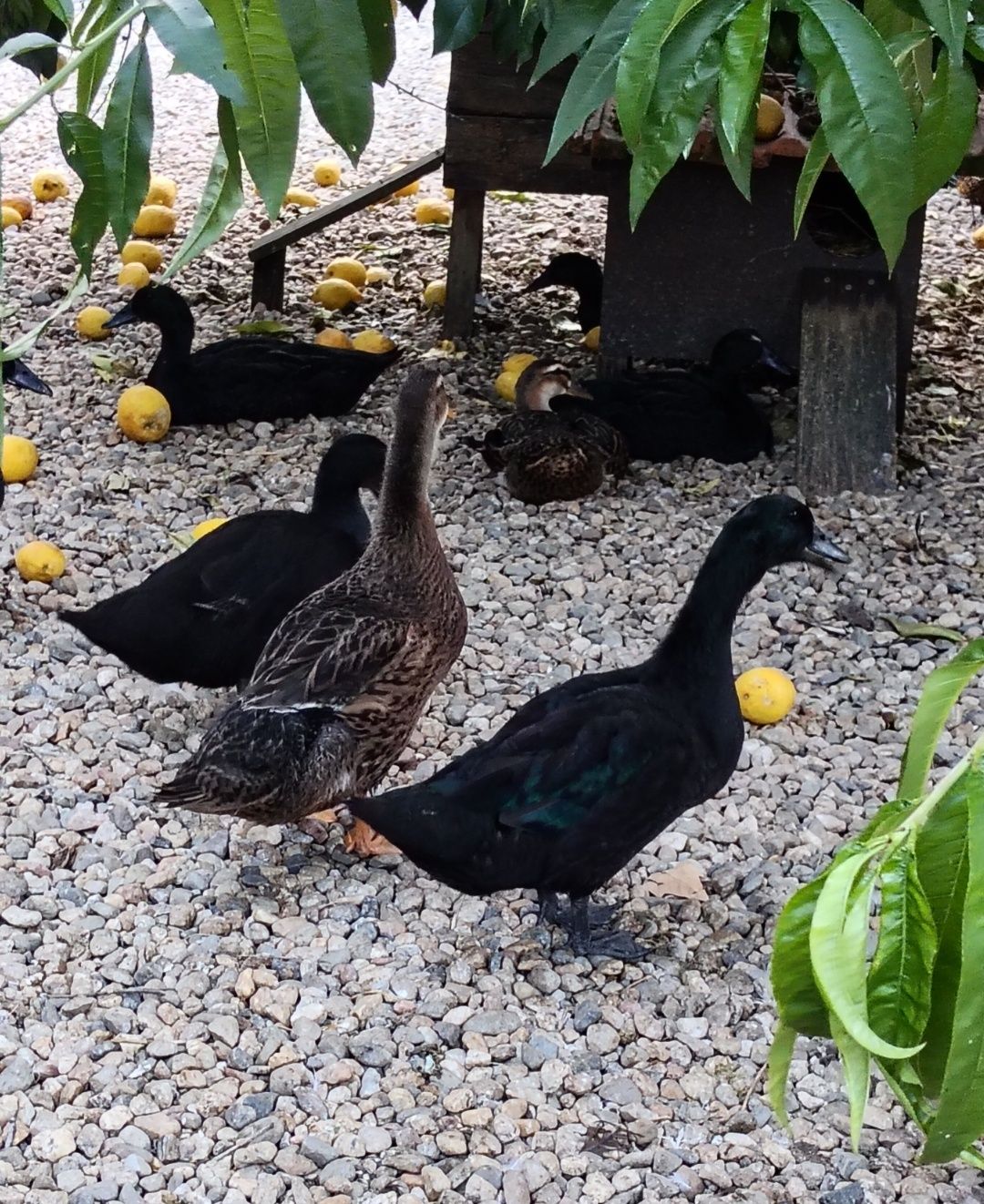 Patos Cayuga, Rouen e mandarins