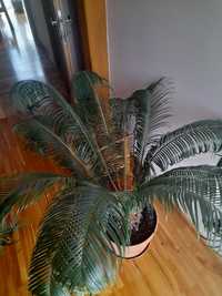 palma domowa roślina