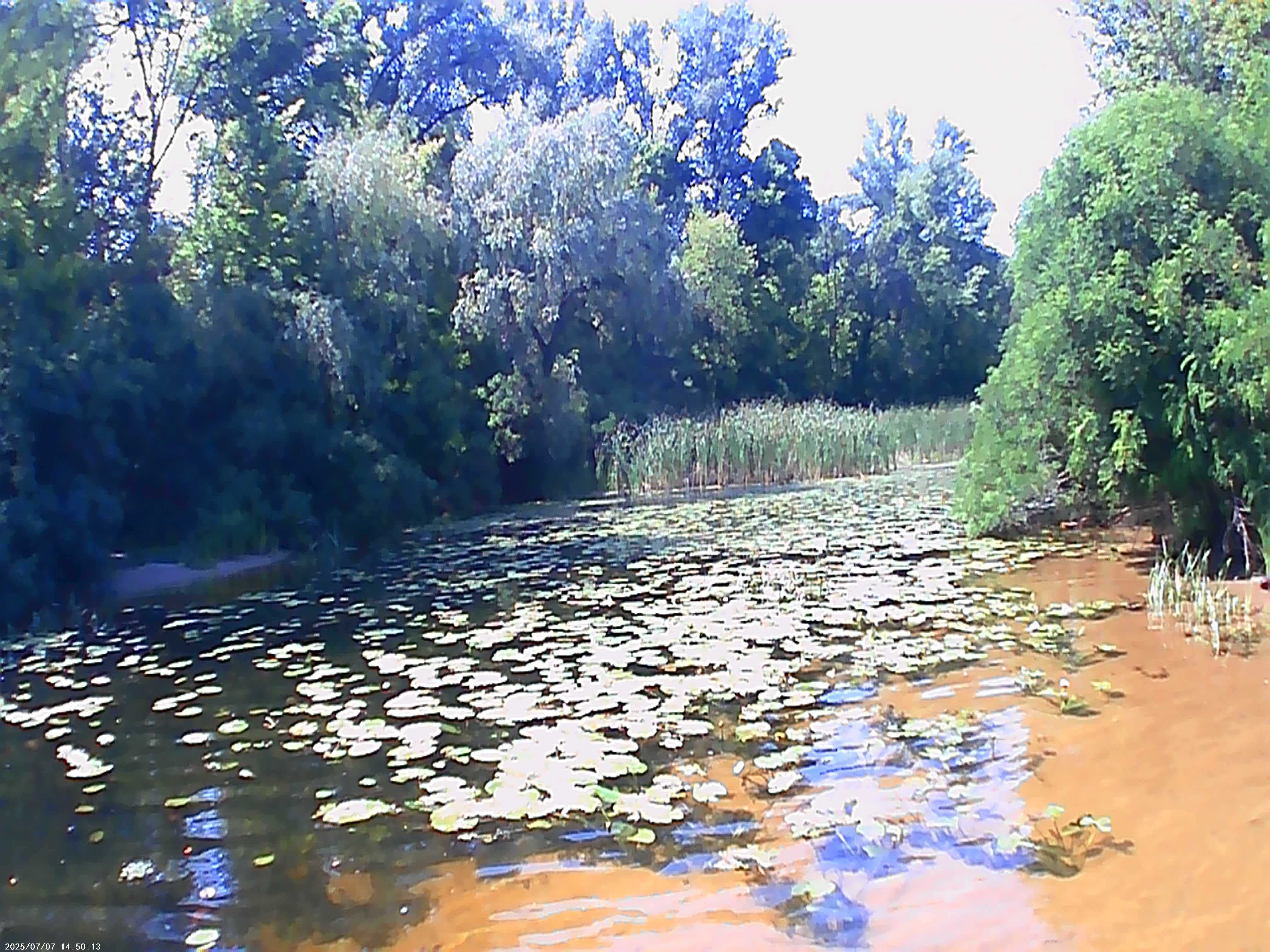 Очистка пляжа от камыша и водорослей  в Киеве и Киевской обл.
