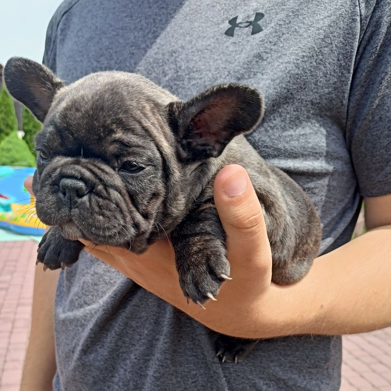Buldog francuski