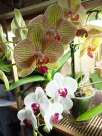 Орхідеї Орхидеи дуже гарні