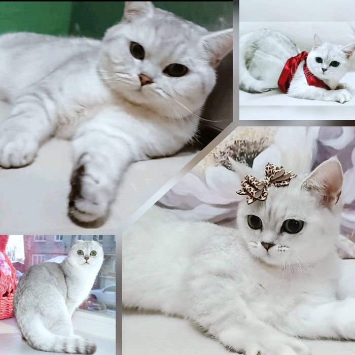 Кошенята шотландські, чистокровні - мрамур на сріблі.