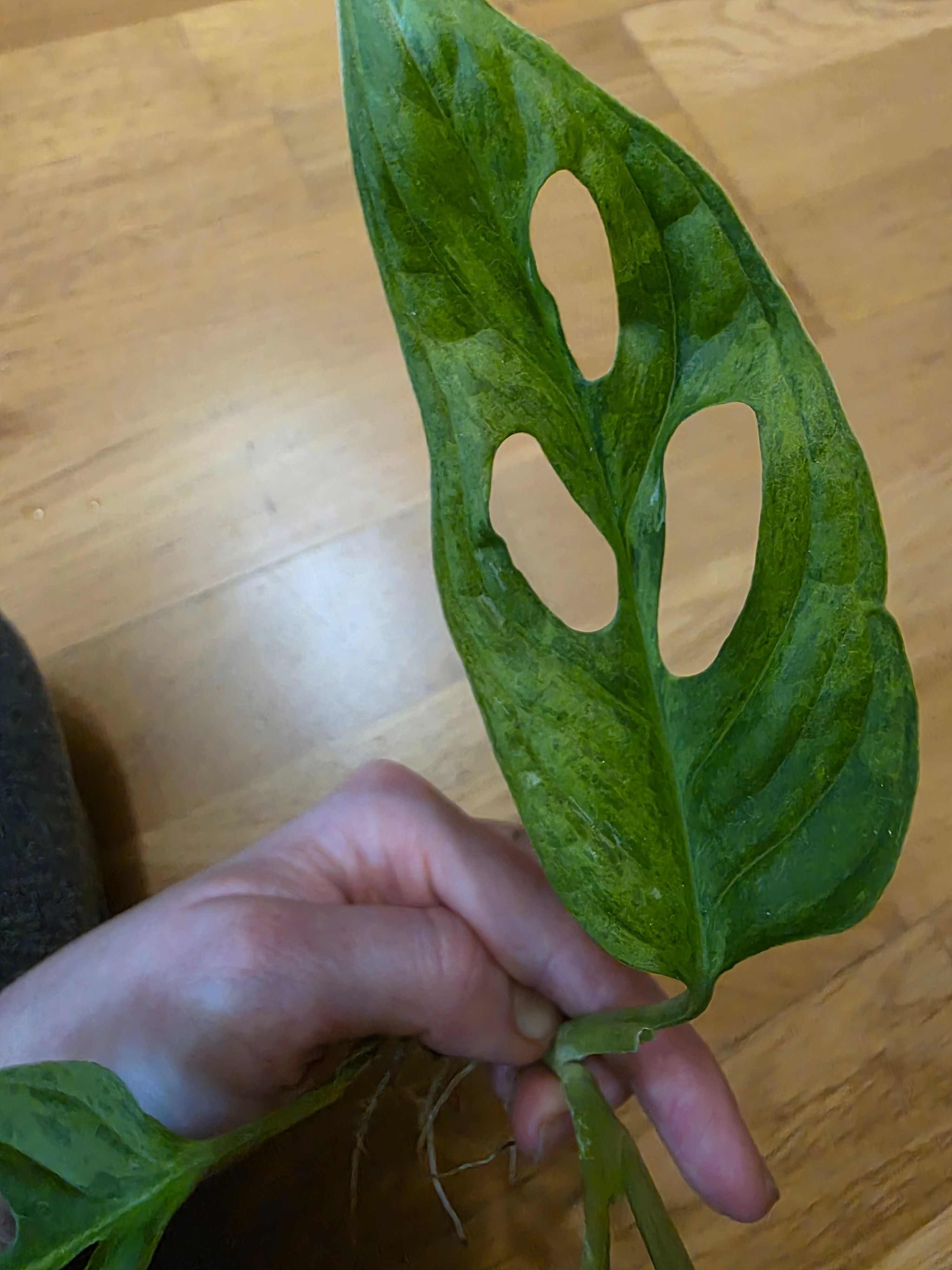 Monstera Indonesian Marble